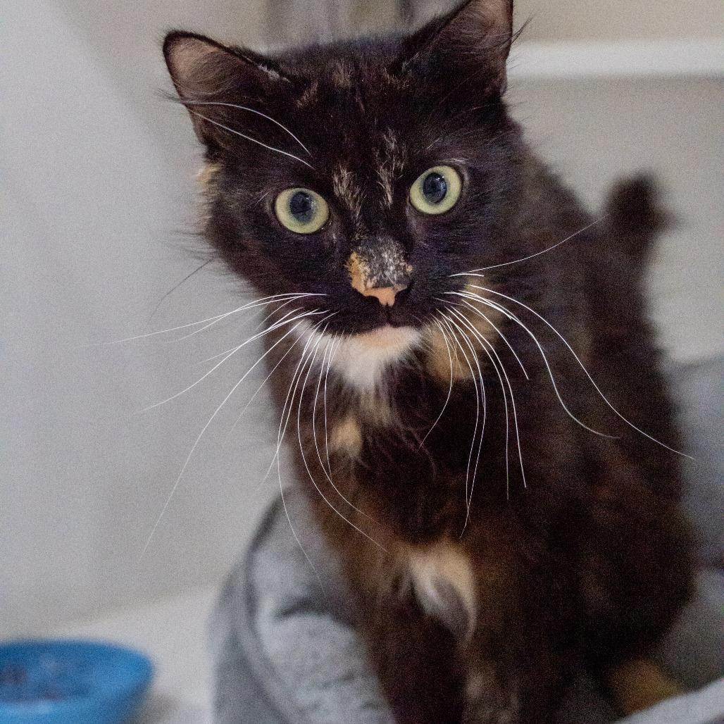 Hazel, a Adoptable Domestic Short Hair in Elizabeth City, NC image 5/6