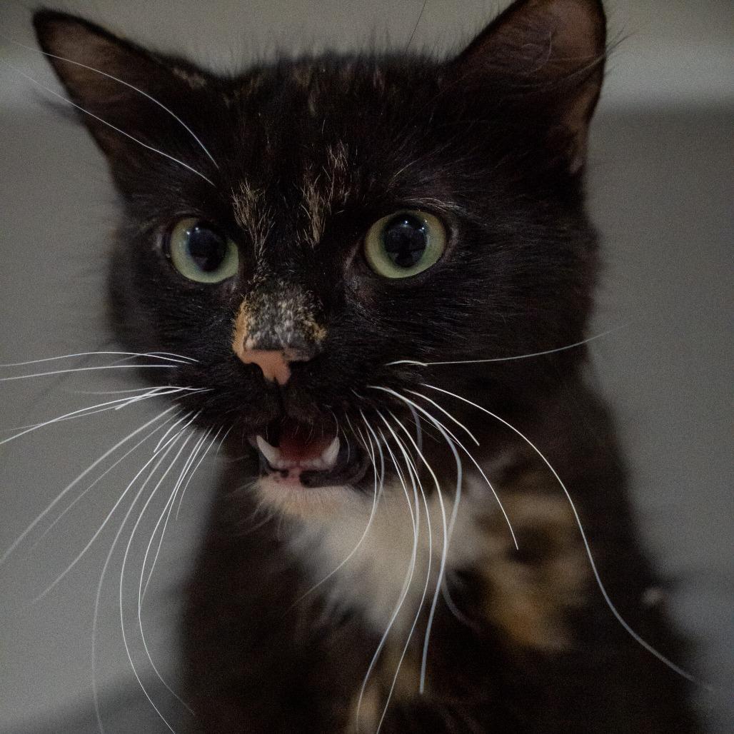 Hazel, a Adoptable Domestic Short Hair in Elizabeth City, NC image 6/6