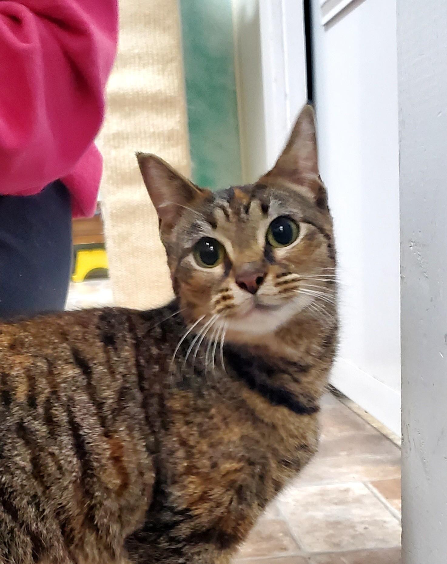 Enlarge Sophie, a ADOPTABLE Domestic Short Hair in Altoona, PA image 1/1