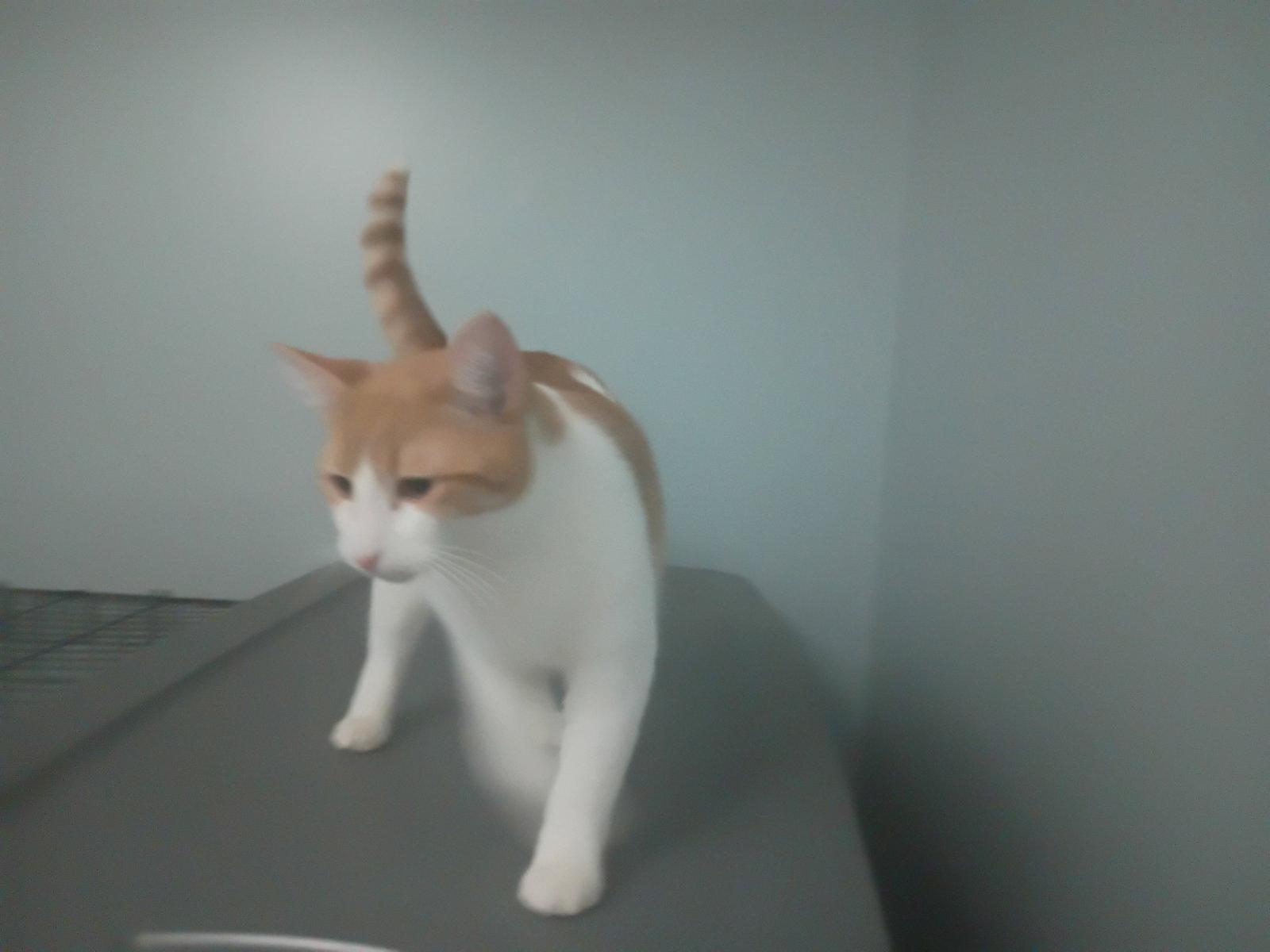 Peachy, Adopted, Young Female Domestic Short Hair.