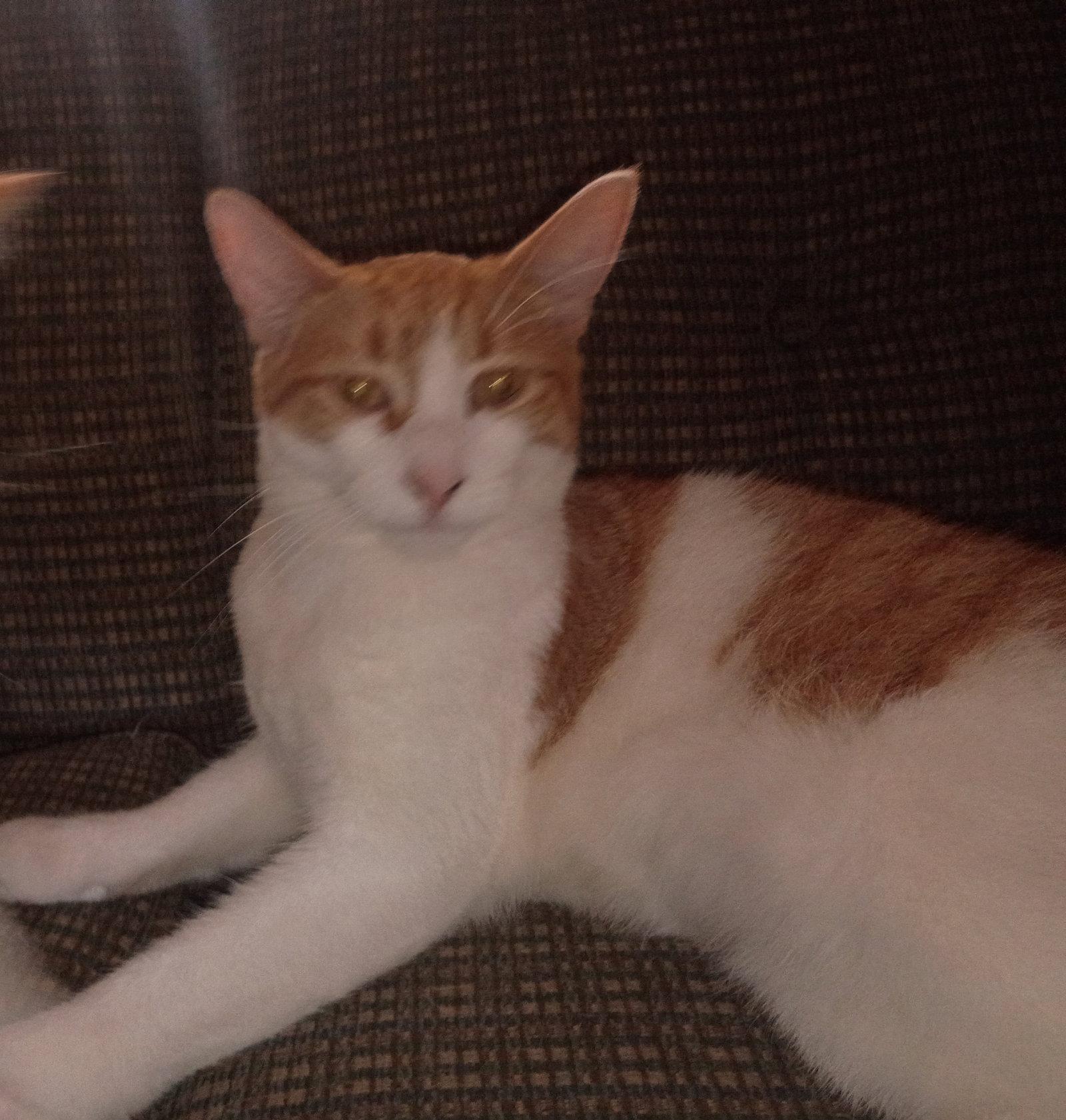 Enlarge Peachy, a Adopted Domestic Short Hair in Niles, MI image 2/3