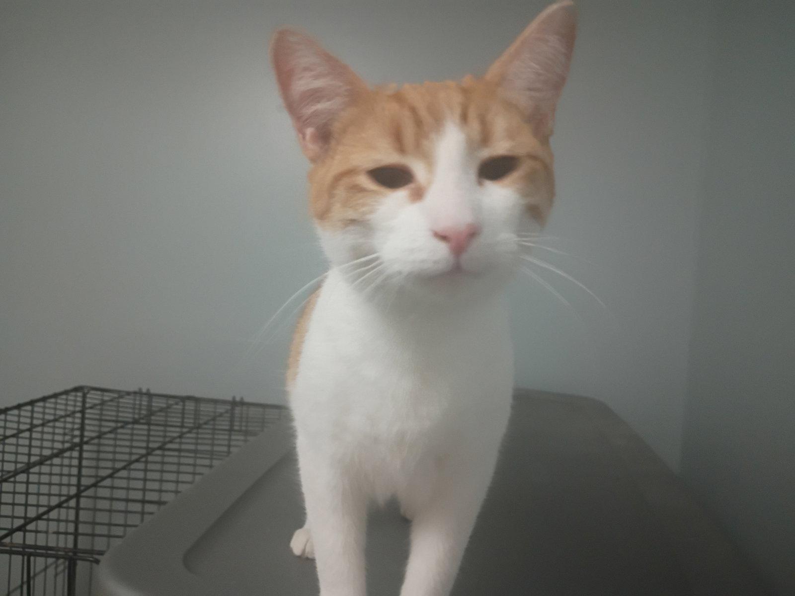 Enlarge Peachy, a Adopted Domestic Short Hair in Niles, MI image 3/3