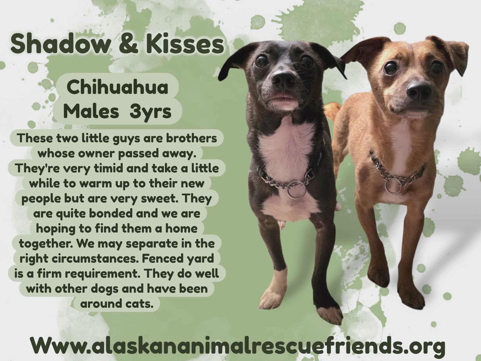 Enlarge Shadow & Kisses (bonded pair), a Adoptable Chihuahua in Anchorage, AK image 1/1