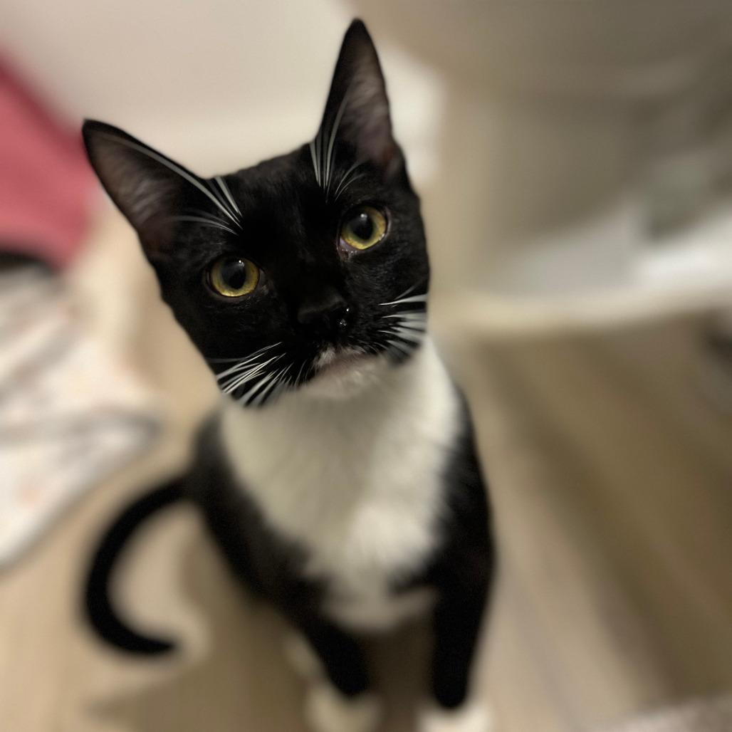 Little Man, Adoptable, Young Male Domestic Medium Hair.