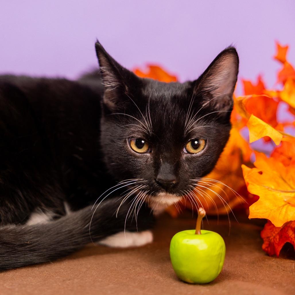 Little Man, Adoptable, Young Male Domestic Medium Hair.