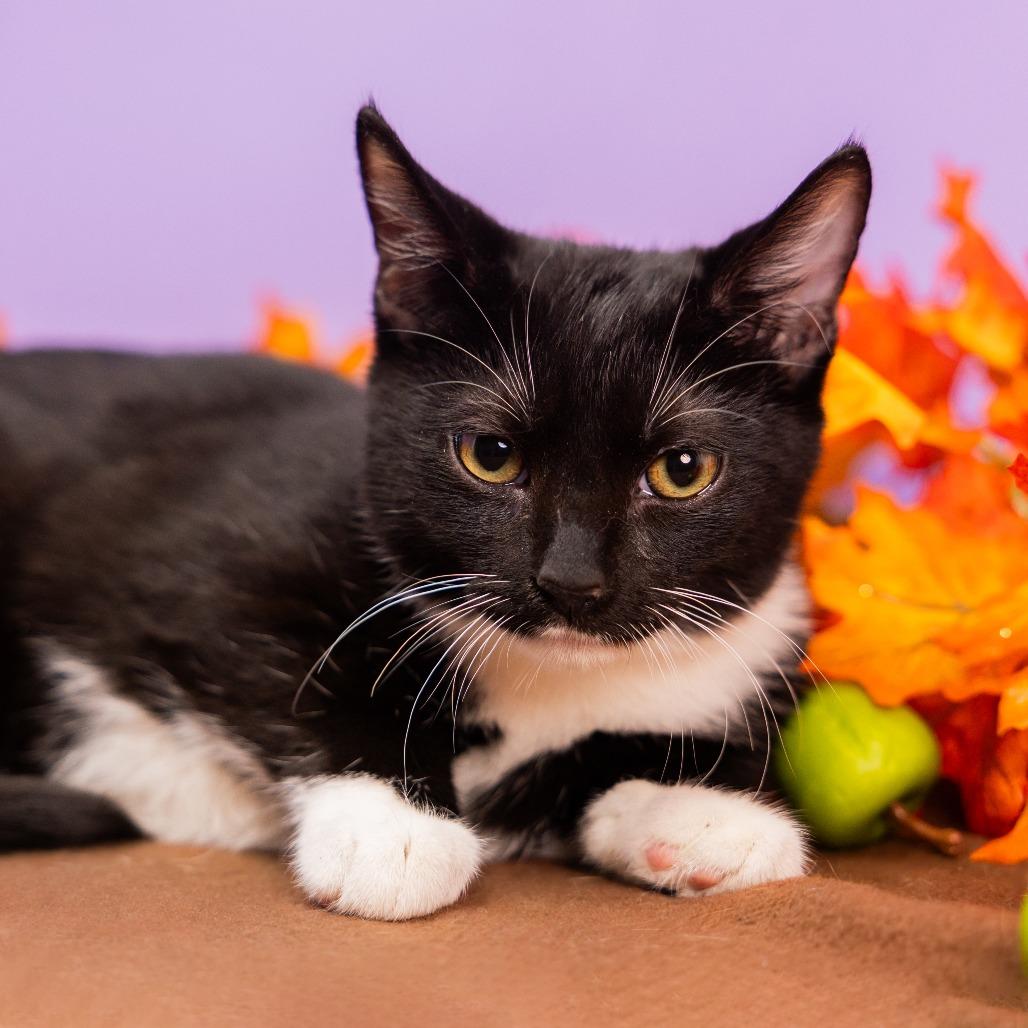 Enlarge Little Man, a Adoptable Domestic Medium Hair in Durham, NC image 2/6