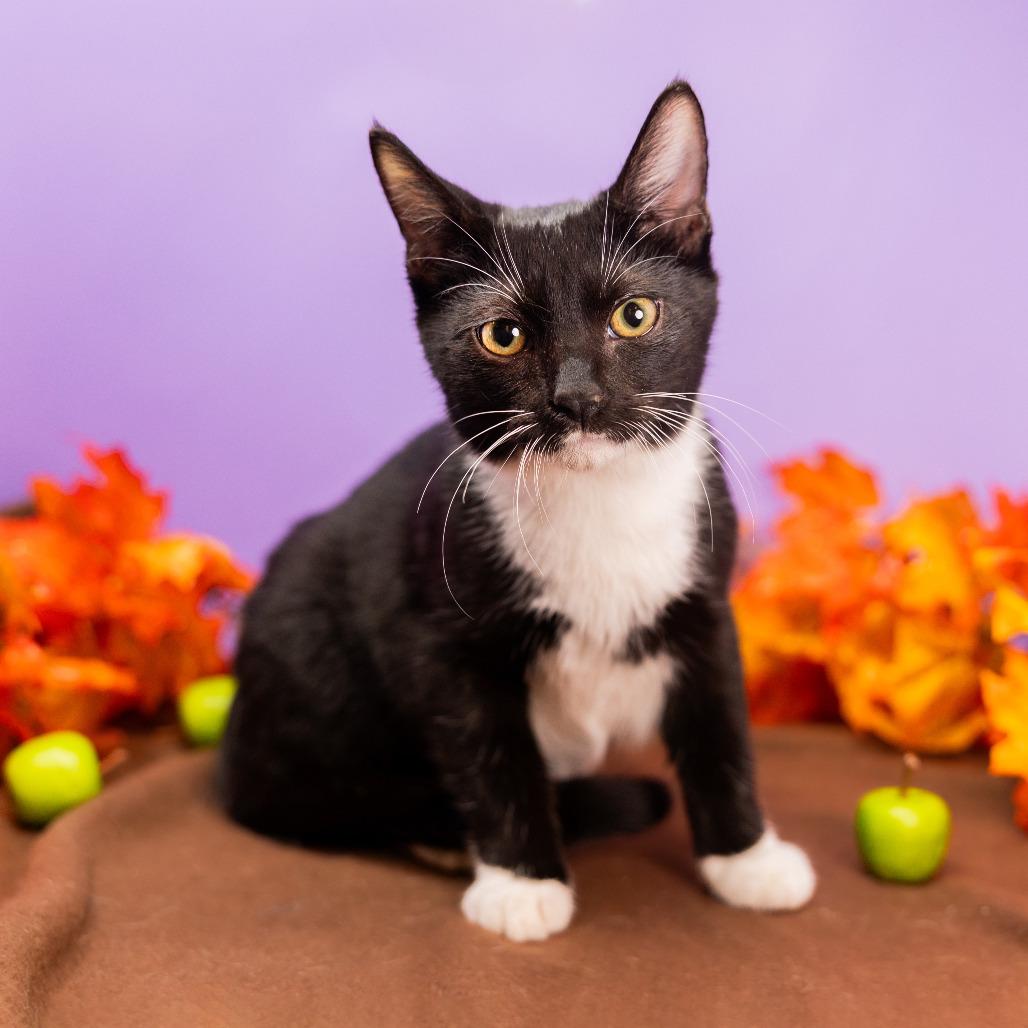 Enlarge Little Man, a Adoptable Domestic Medium Hair in Durham, NC image 3/6