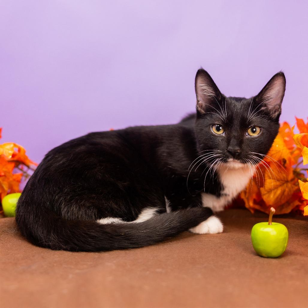Enlarge Little Man, a Adoptable Domestic Medium Hair in Durham, NC image 4/6