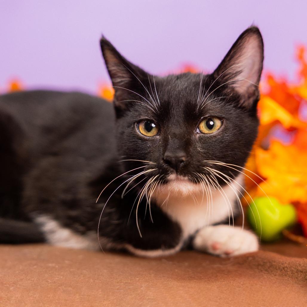Enlarge Little Man, a Adoptable Domestic Medium Hair in Durham, NC image 5/6