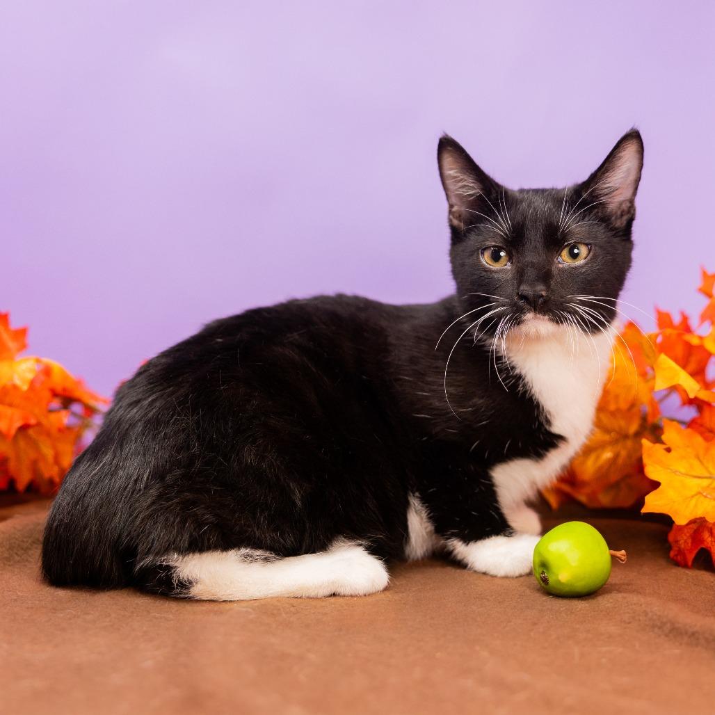 Enlarge Little Man, a Adoptable Domestic Medium Hair in Durham, NC image 6/6