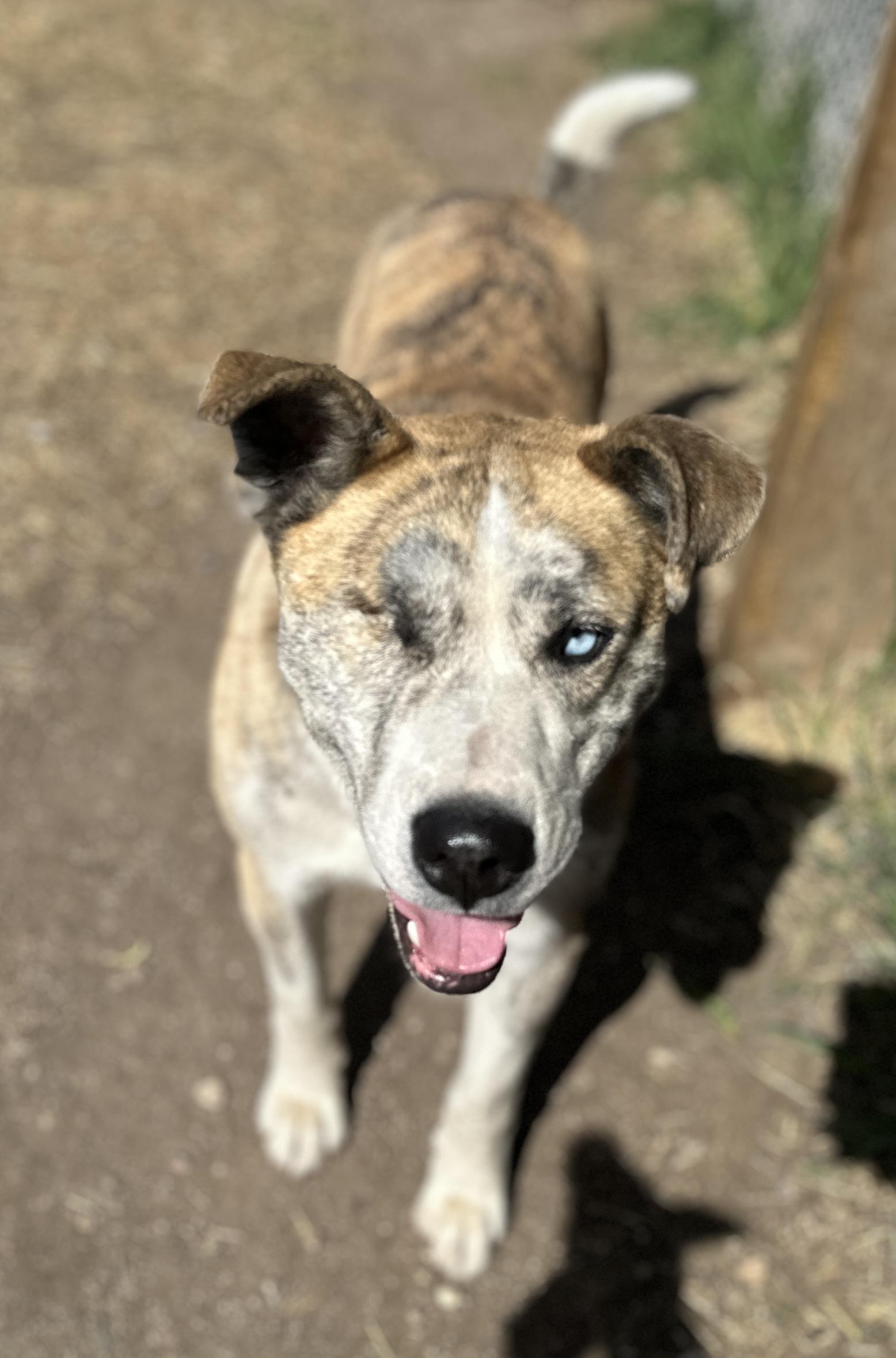 King - 1 eyed