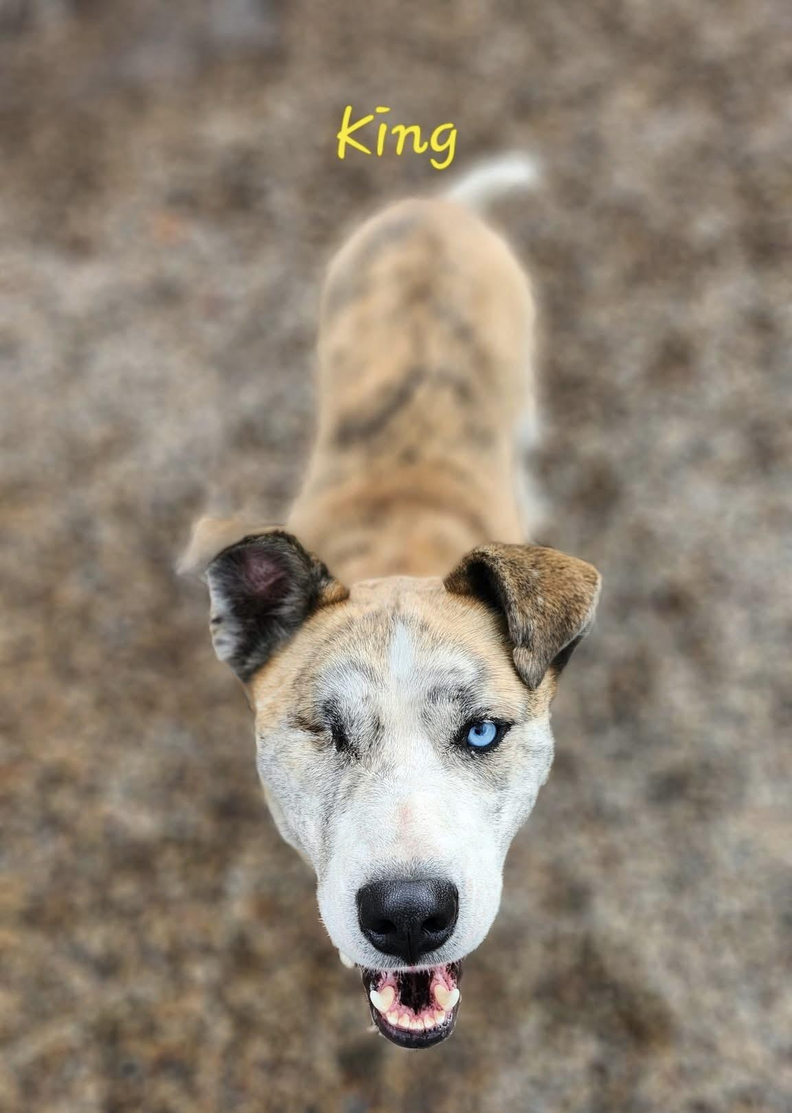 King - 1 eyed, an adoptable Mixed Breed in Meadow Lake, SK, S9X 1Y7 | Photo Image 1