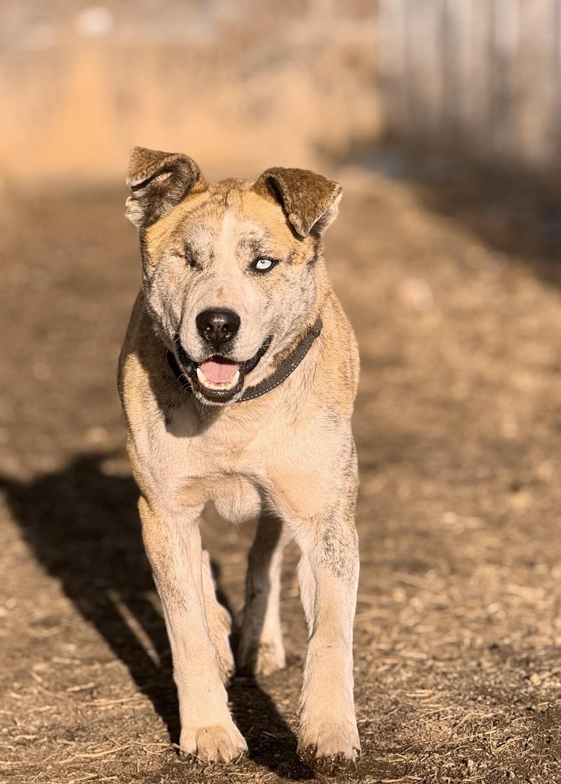 King - 1 eyed, an adoptable Mixed Breed in Meadow Lake, SK, S9X 1Y7 | Photo Image 4