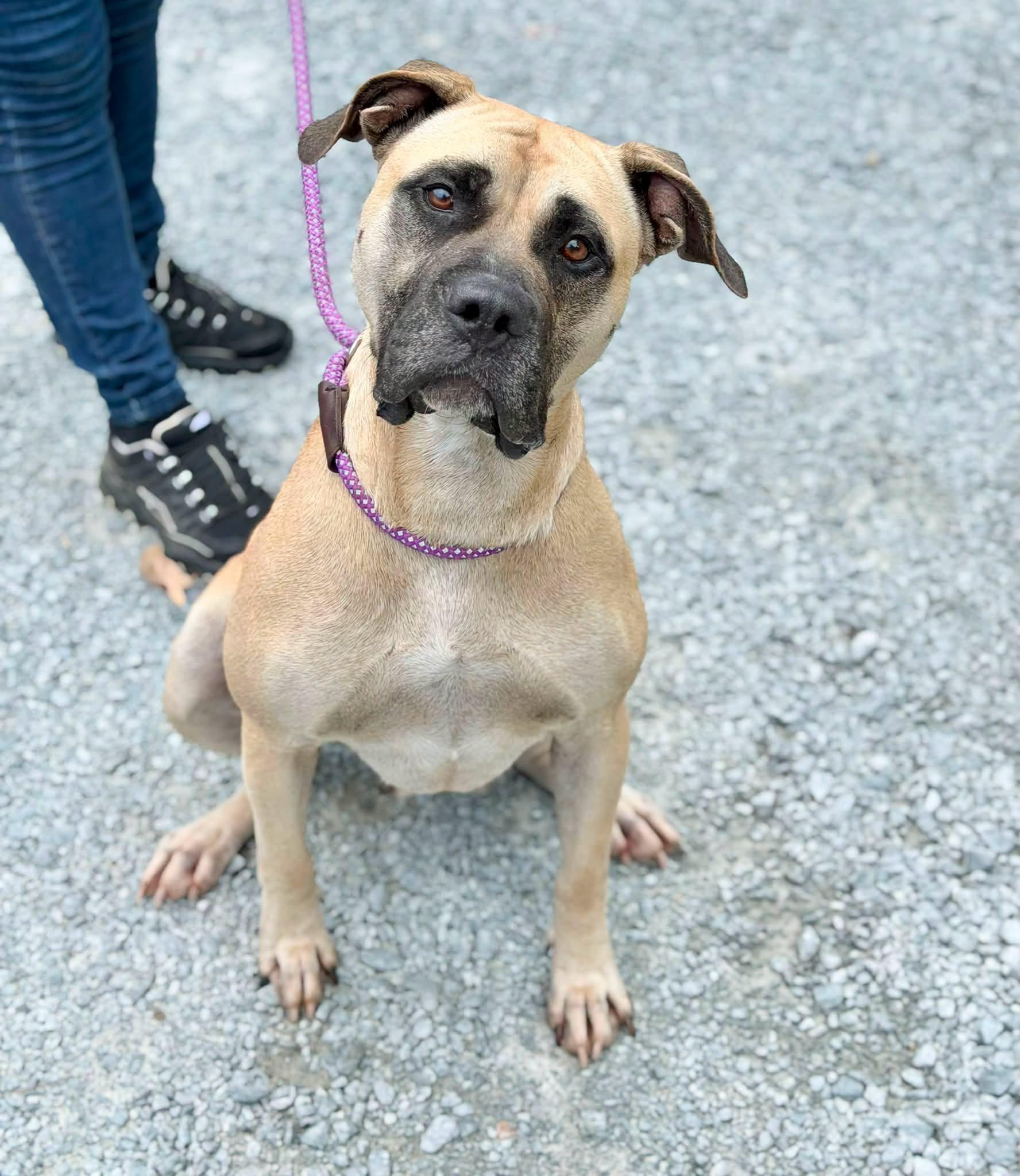 Cupcake, ADOPTABLE, Adult Female Mastiff.