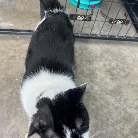 Enlarge Octavia, a ADOPTABLE Domestic Short Hair in Bryan, OH image 2/3