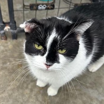 Enlarge Octavia, a ADOPTABLE Domestic Short Hair in Bryan, OH image 1/3