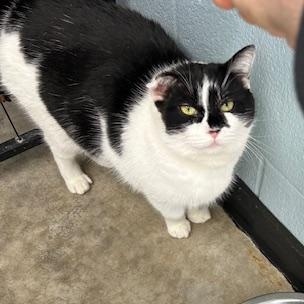 Enlarge Octavia, a ADOPTABLE Domestic Short Hair in Bryan, OH image 3/3