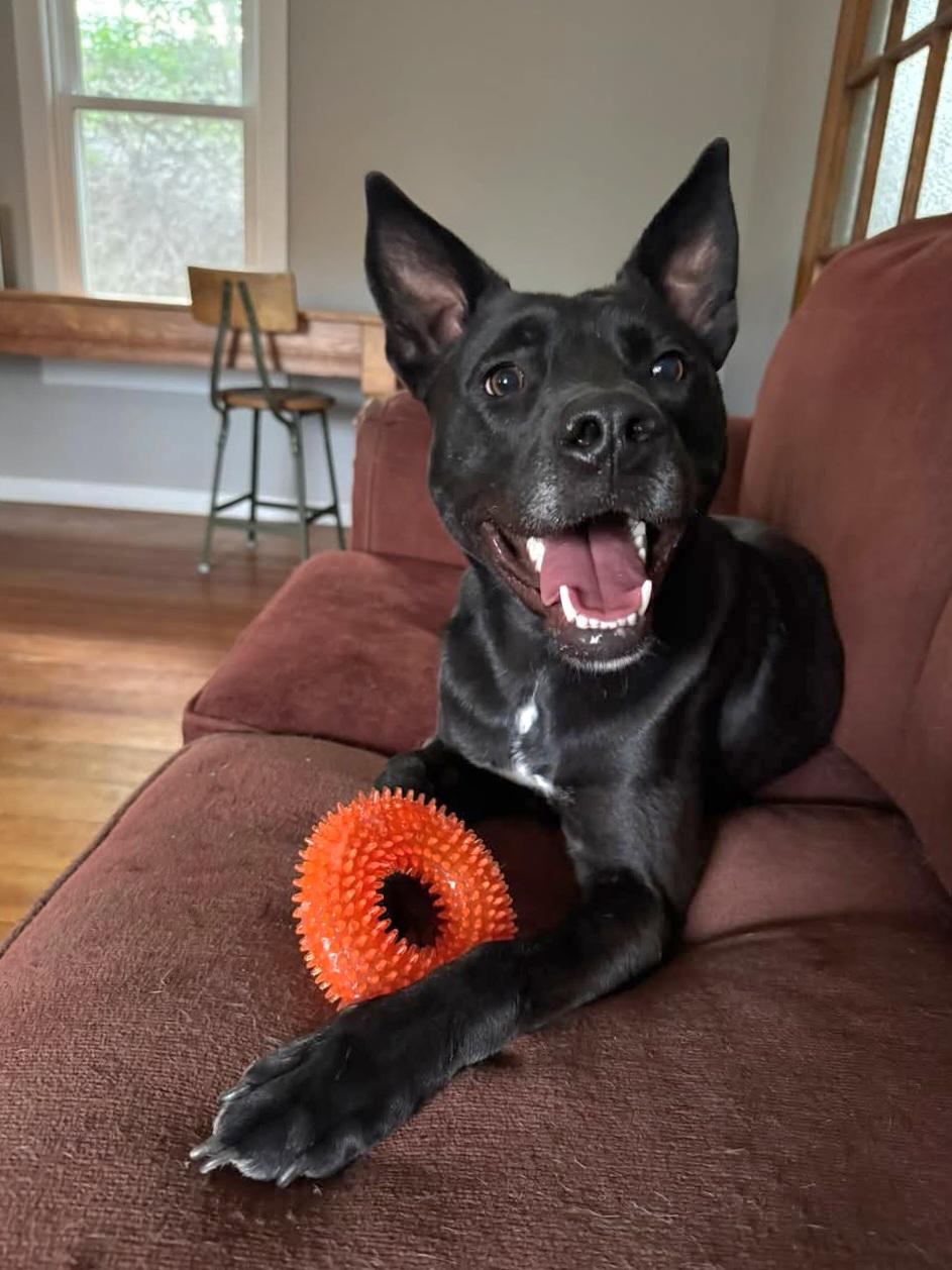 White, a Adoptable mixed breed in Sioux City, IA image 1/6