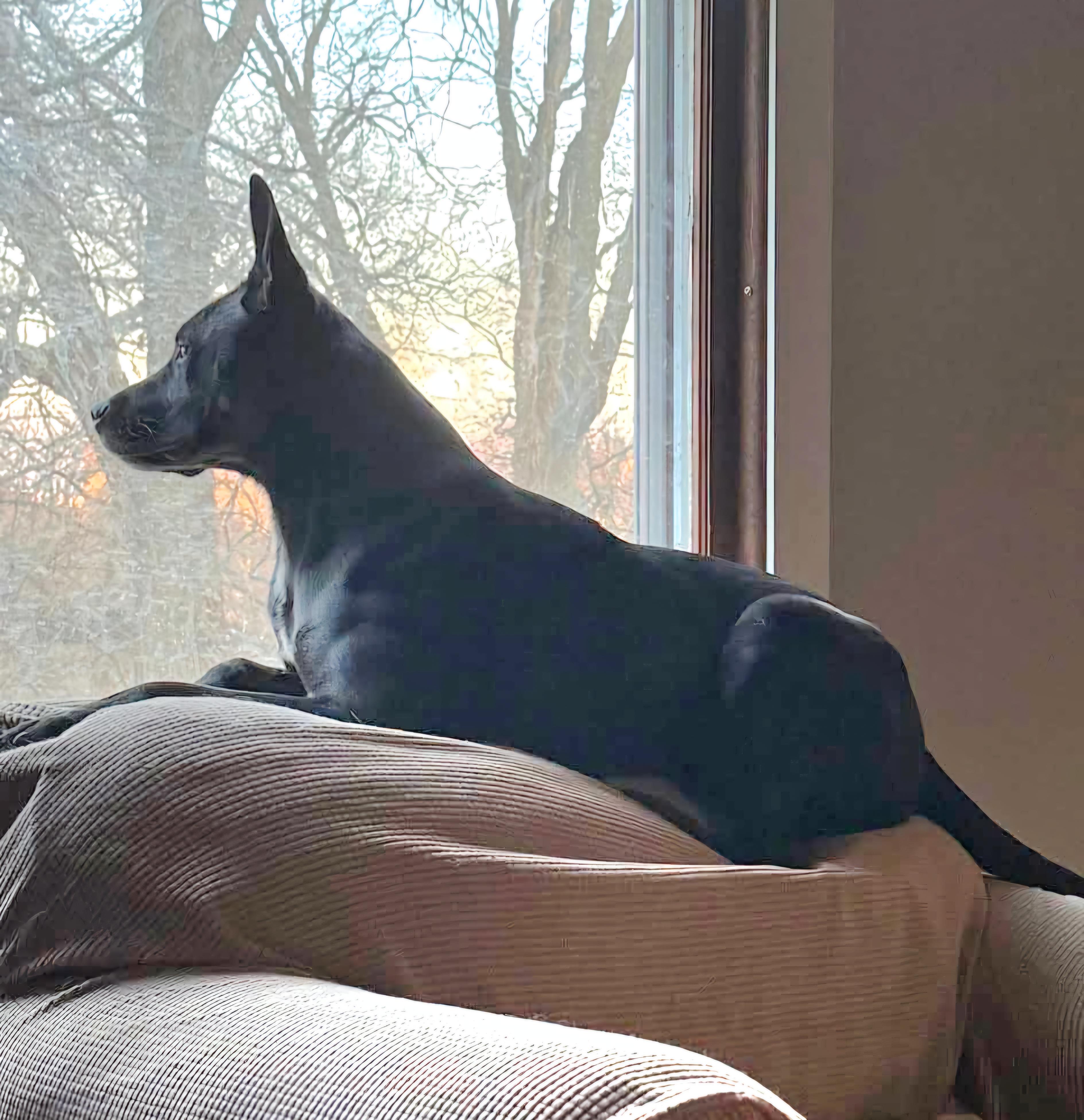 White, a Adoptable mixed breed in Sioux City, IA image 2/6