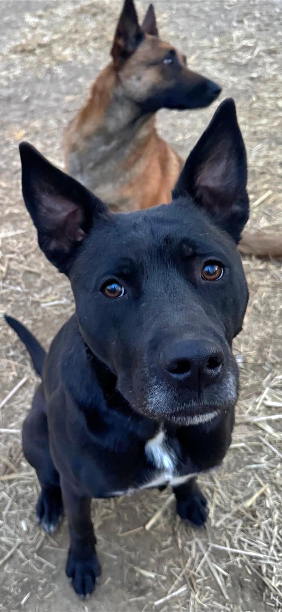 White, a Adoptable mixed breed in Sioux City, IA image 4/6
