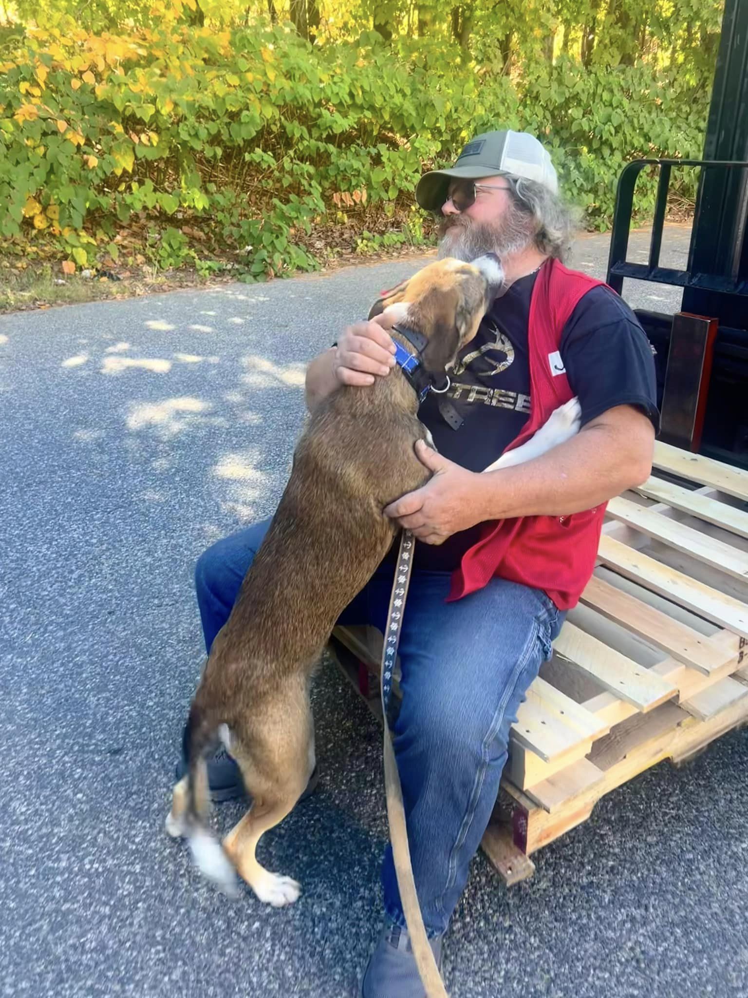 Cato, Adopted, Young Male Hound.