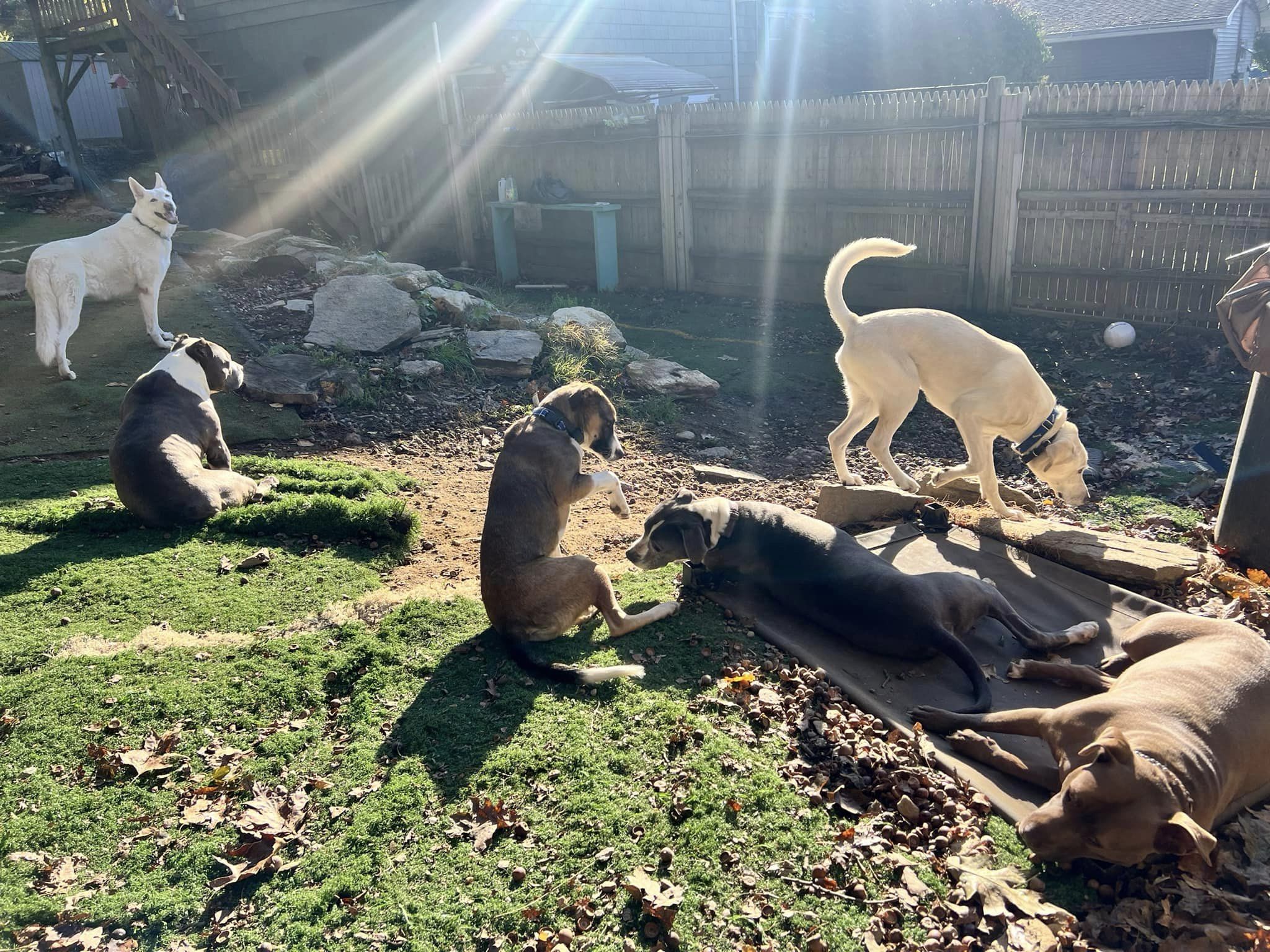 Enlarge Cato, a Adopted mixed breed in Sturbridge, MA image 2/6