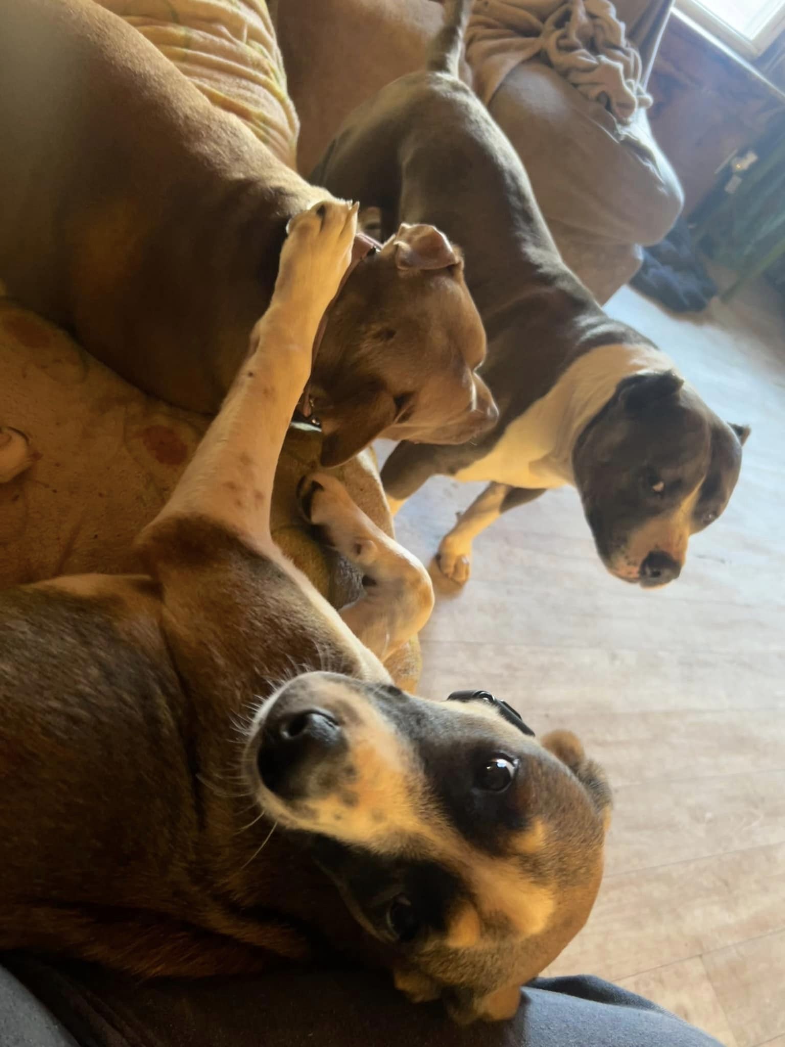 Enlarge Cato, a Adopted mixed breed in Sturbridge, MA image 4/6