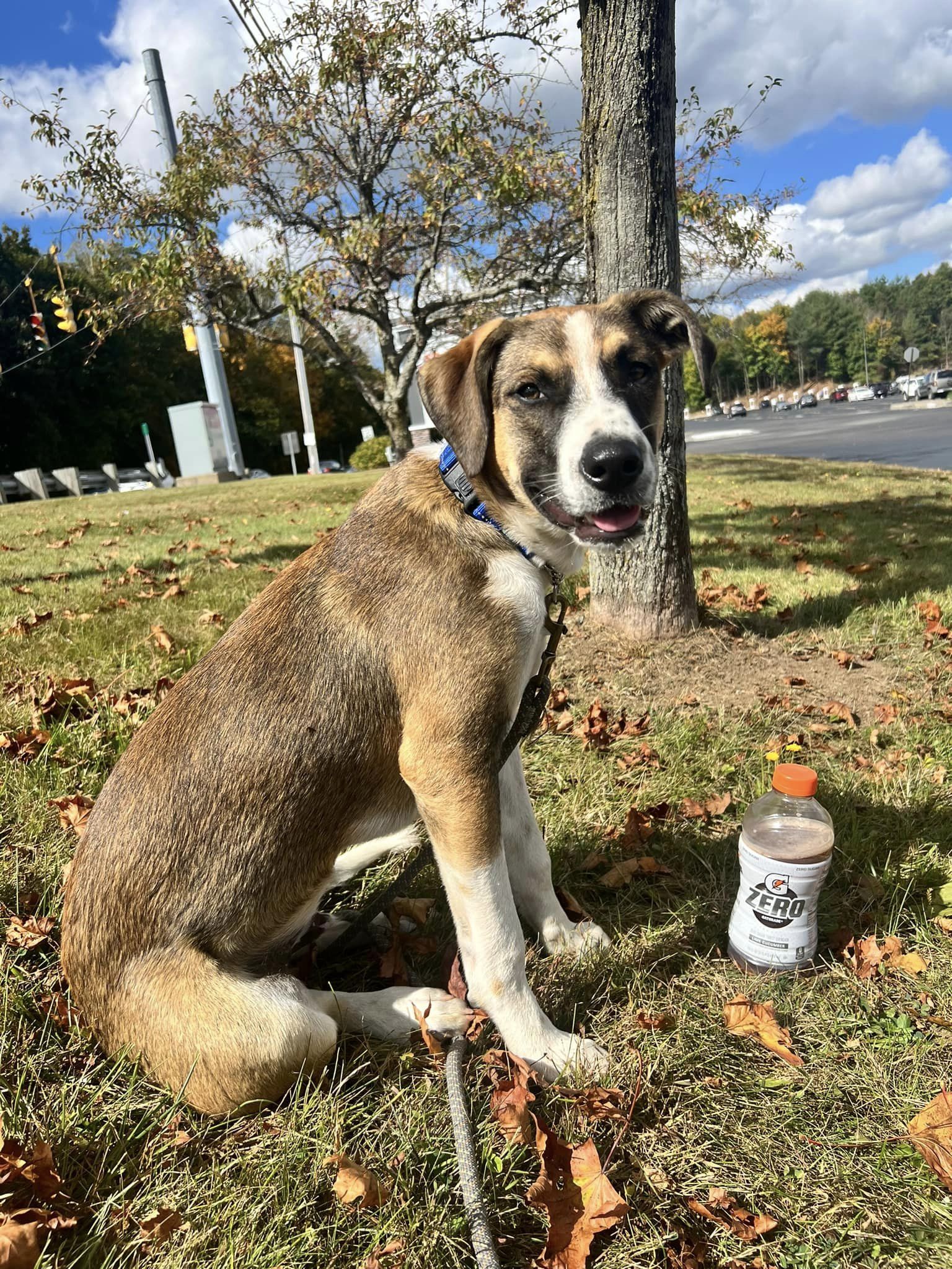 Enlarge Cato, a Adopted mixed breed in Sturbridge, MA image 5/6