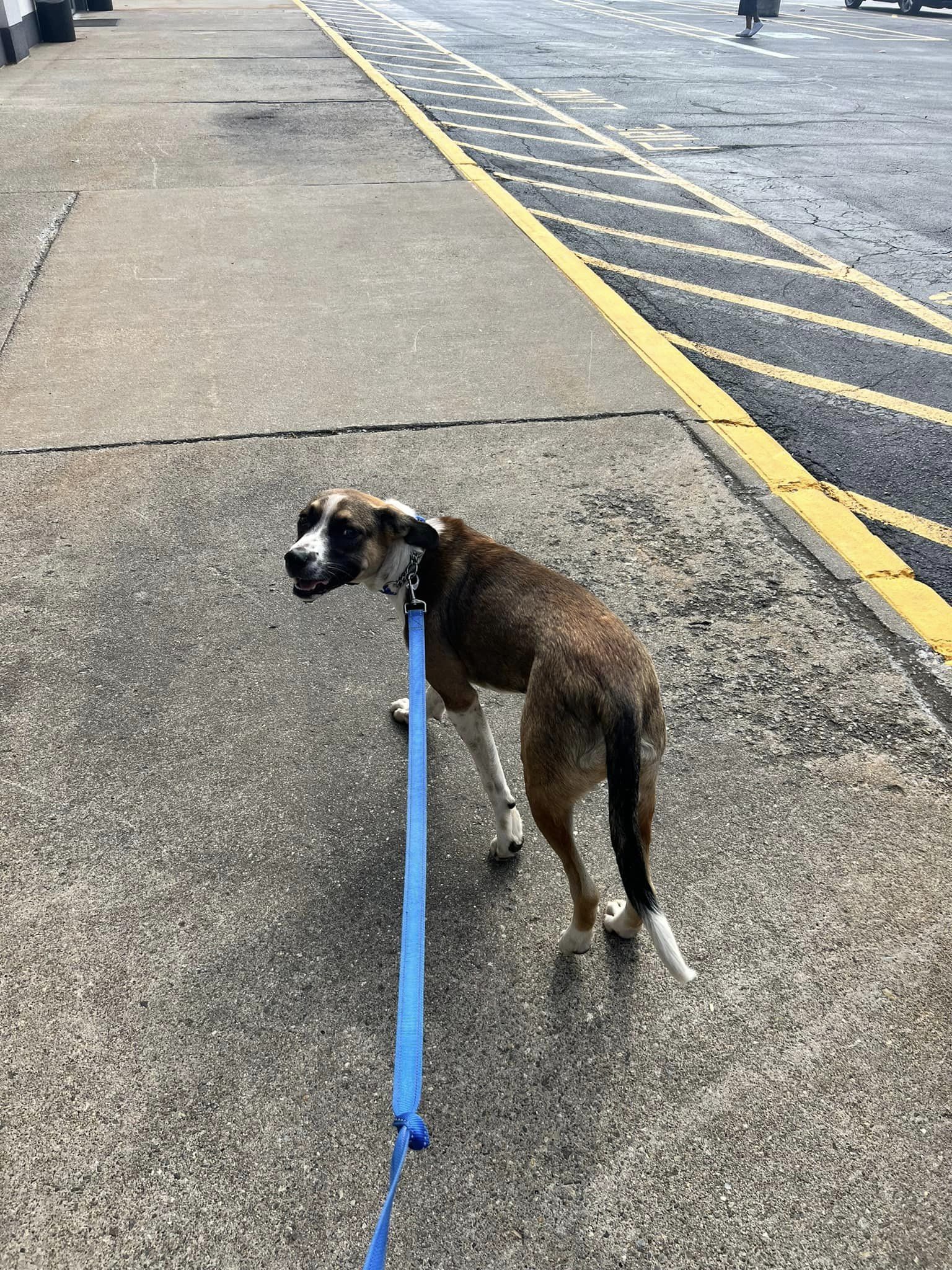 Enlarge Cato, a Adopted mixed breed in Sturbridge, MA image 6/6