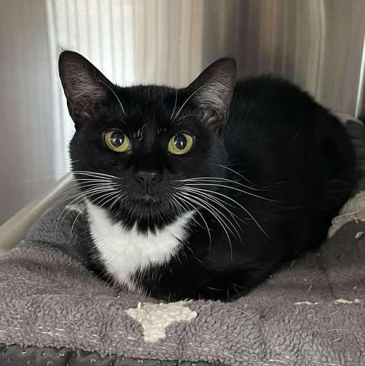 Enlarge Circle, a ADOPTABLE Domestic Short Hair in Winthrop, ME image 1/2