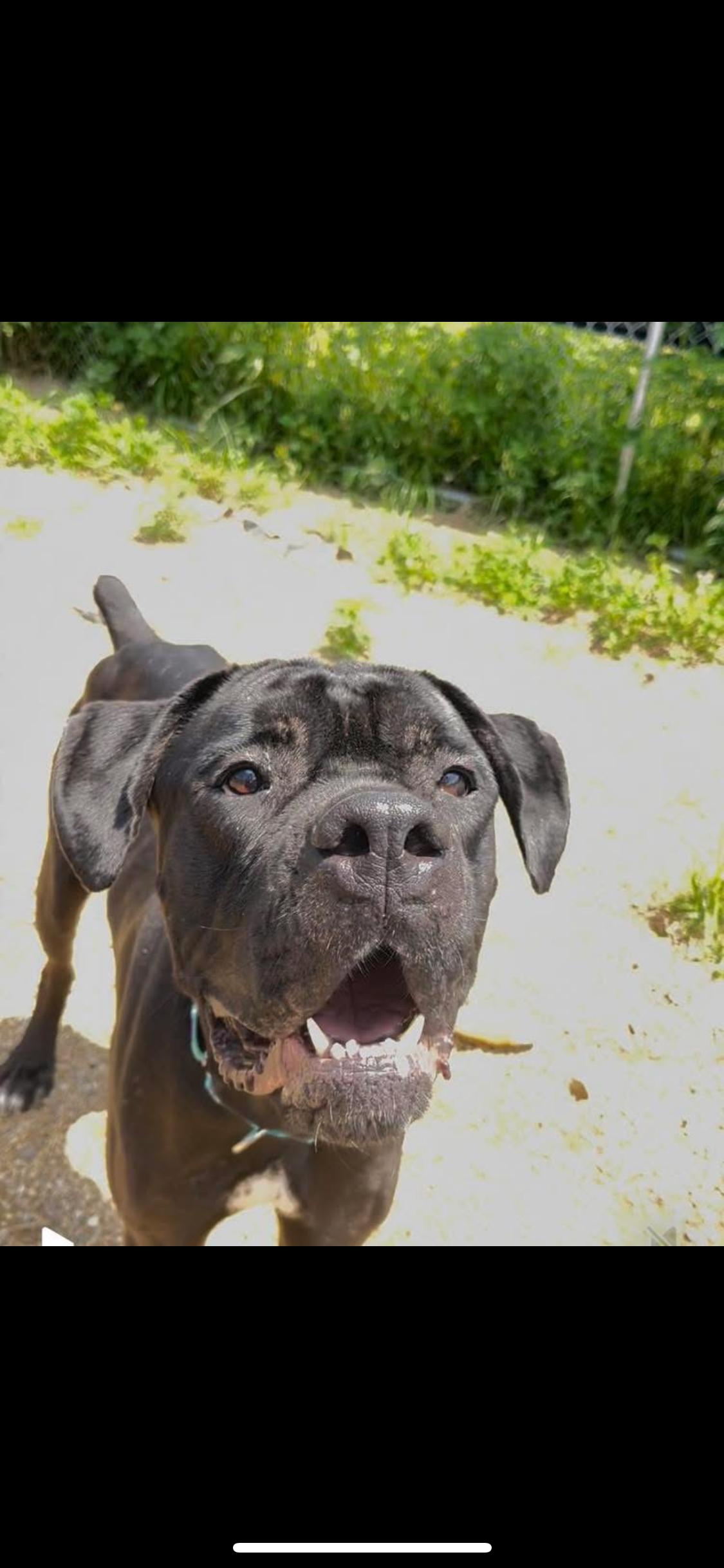 Enlarge Goliath, an adoptable Cane Corso in Warren, OH image 1/1