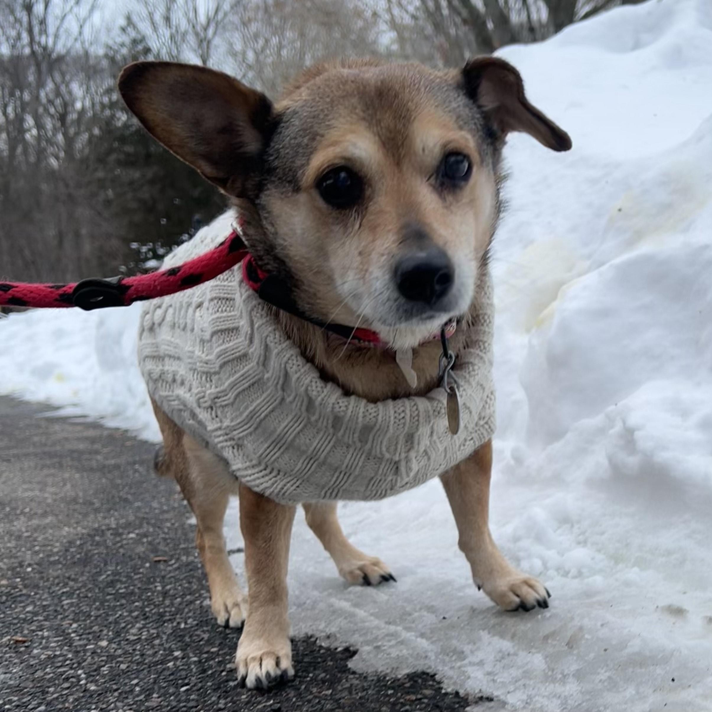 Enlarge honeybee, an adopted mixed breed in Huntington, NY image 1/1