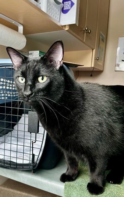 Honey, ADOPTABLE, Young Female Domestic Short Hair.