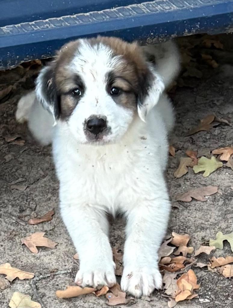 Cooper, Adopted, Young Male Anatolian Shepherd & Mixed Breed.