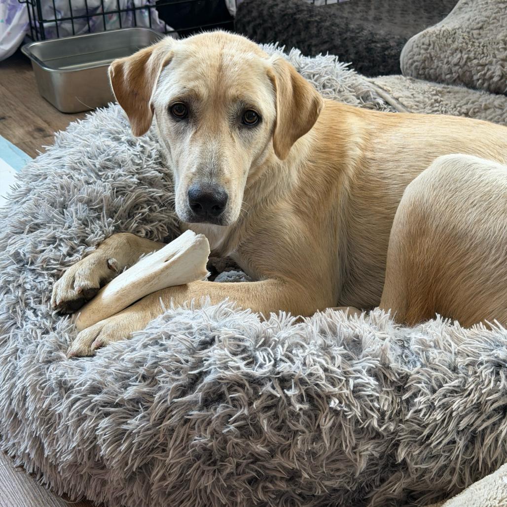 Blondie, Adoptable, Young Female Labrador Retriever.