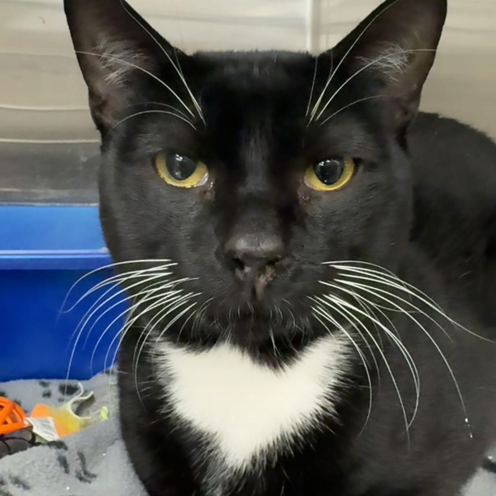 Prince, Adopted, Adult Male Domestic Short Hair & Tuxedo.