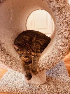 Little Missy, an adopted Domestic Short Hair in Pasco, WA image 5/5