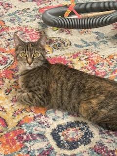 Little Missy, an adopted Domestic Short Hair in Pasco, WA image 4/5