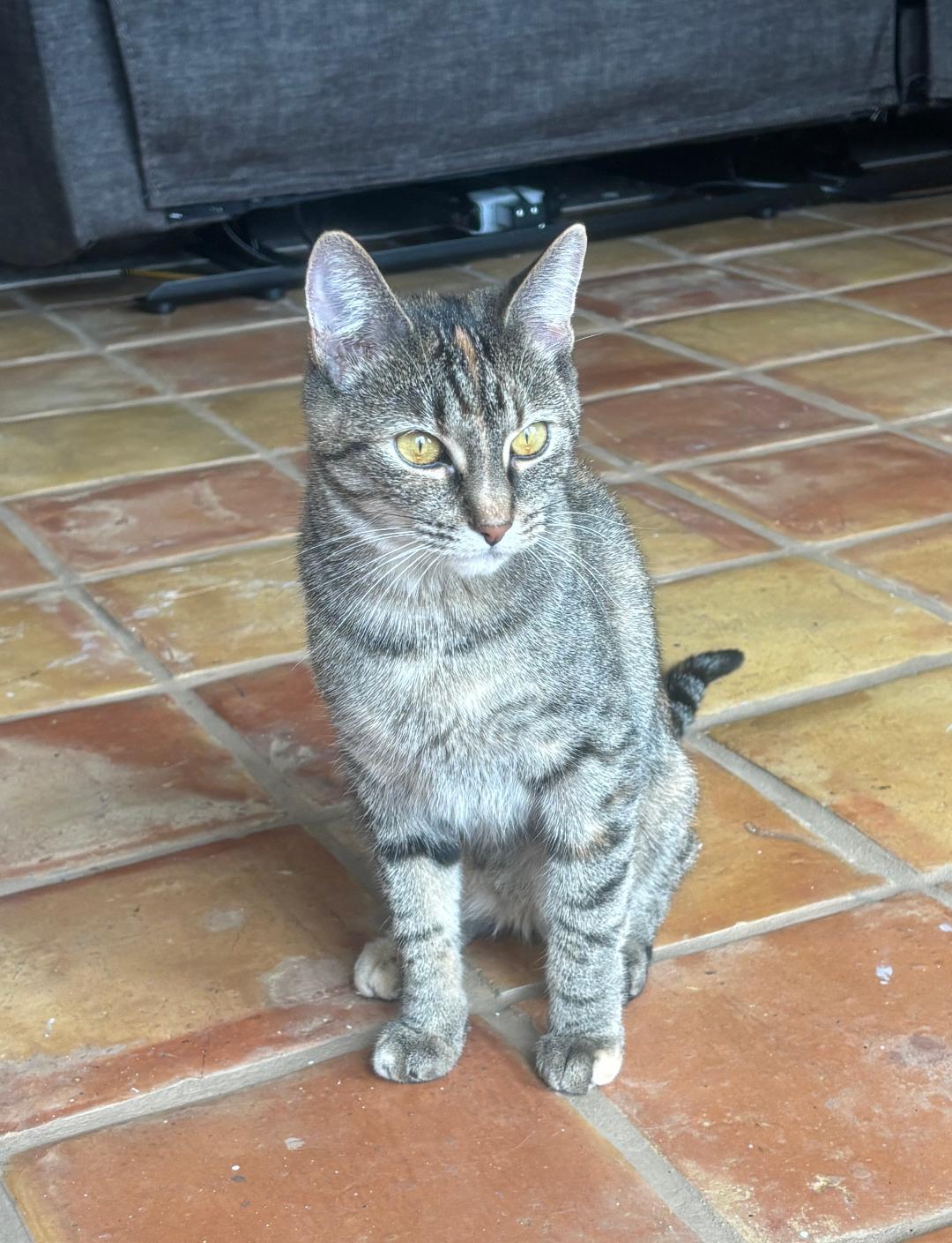 Little Missy, an adopted Domestic Short Hair in Pasco, WA image 3/5