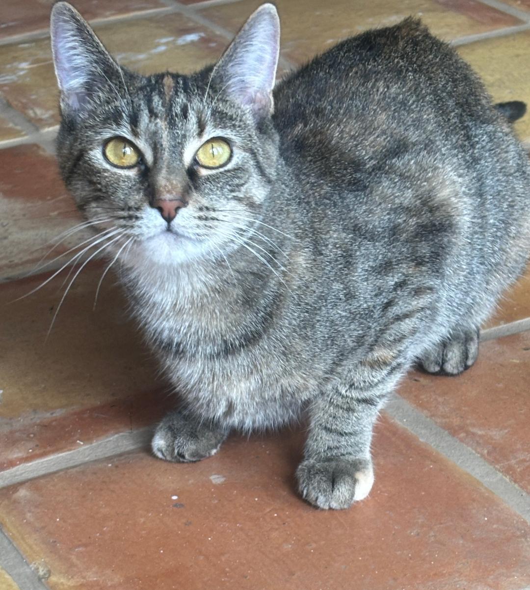 Little Missy, an adopted Domestic Short Hair in Pasco, WA image 2/5