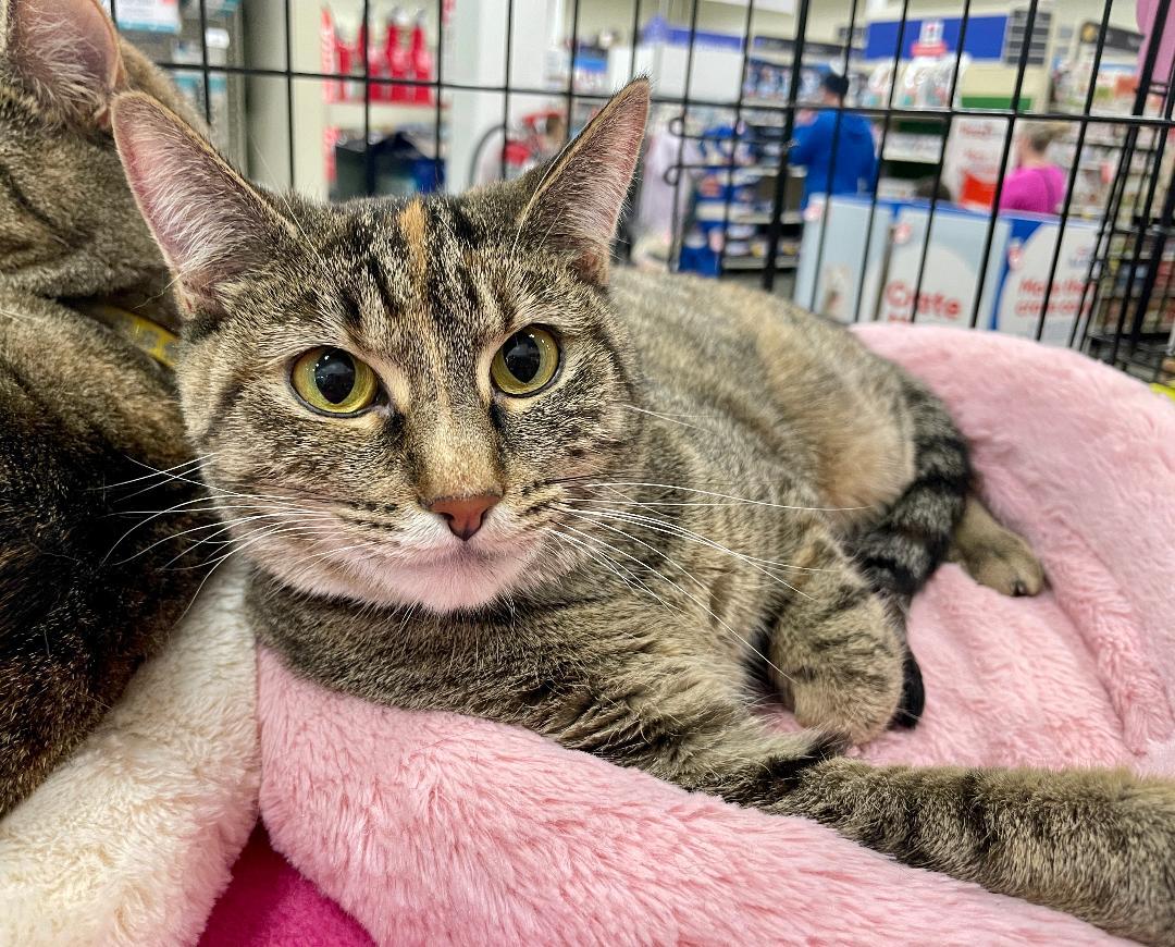 Little Missy, an adopted Domestic Short Hair in Pasco, WA image 1/5