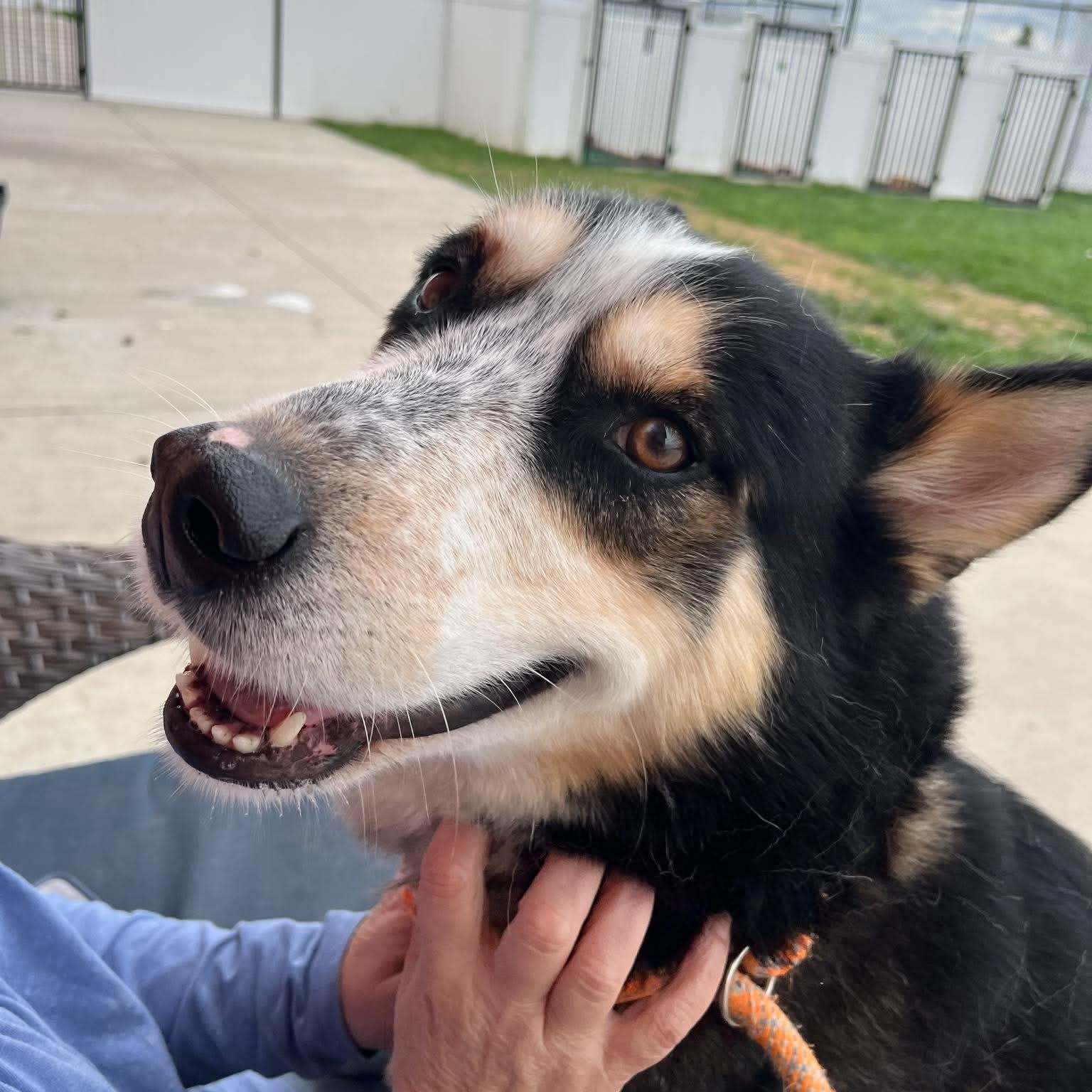 Enlarge Timber, a Adoptable mixed breed in Minooka, IL image 2/4