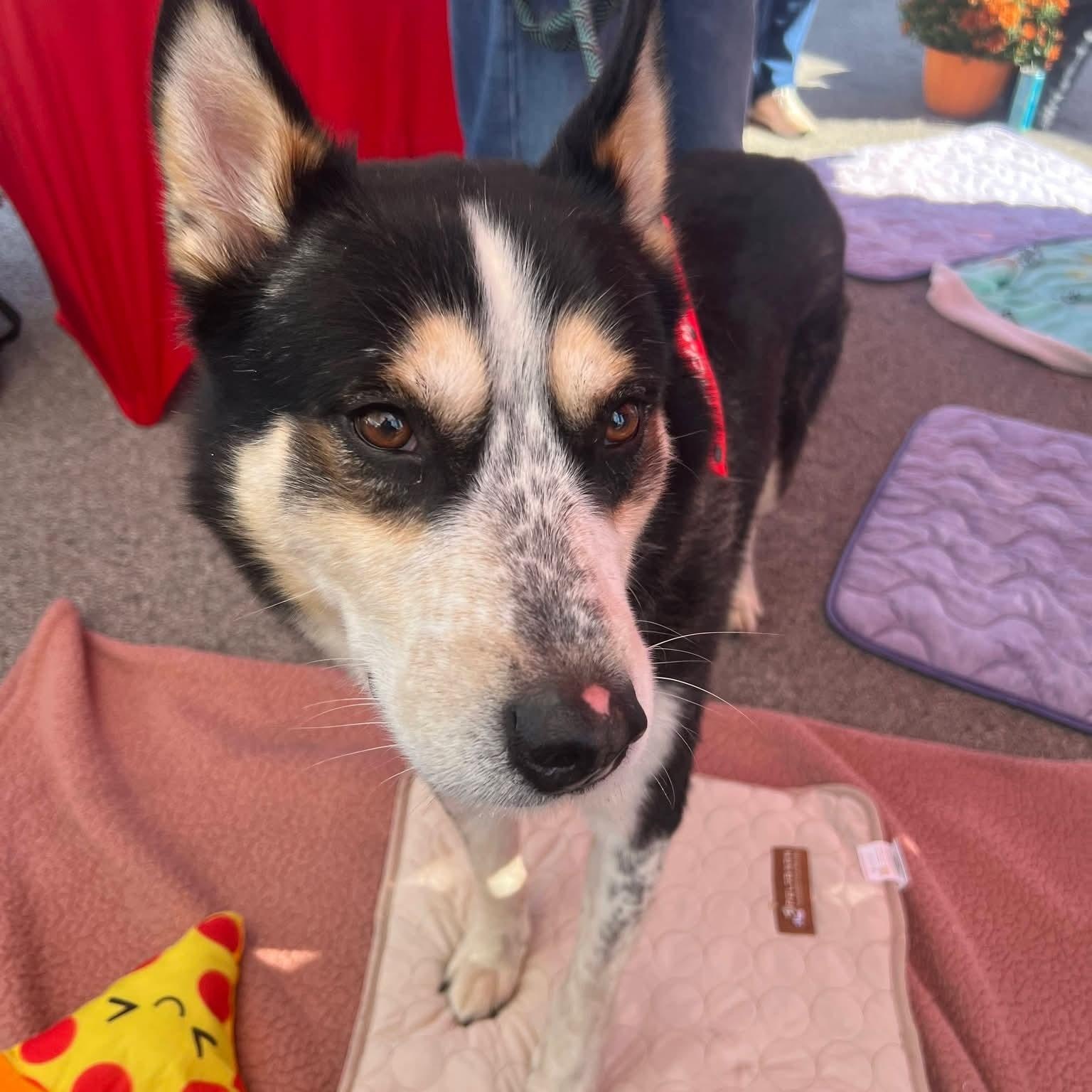 Enlarge Timber, a Adoptable mixed breed in Minooka, IL image 3/4