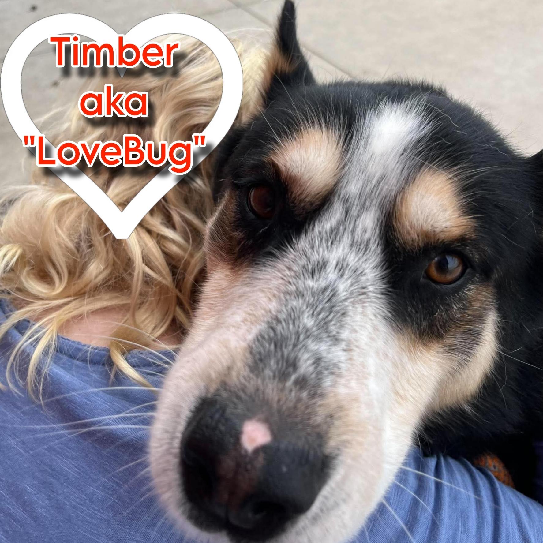 Timber, Adoptable, Adult Male Husky.