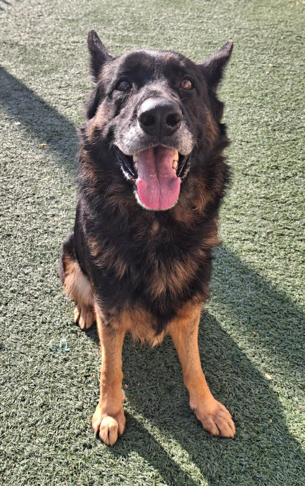 Yoshi, Adoptable, Adult Male German Shepherd Dog.