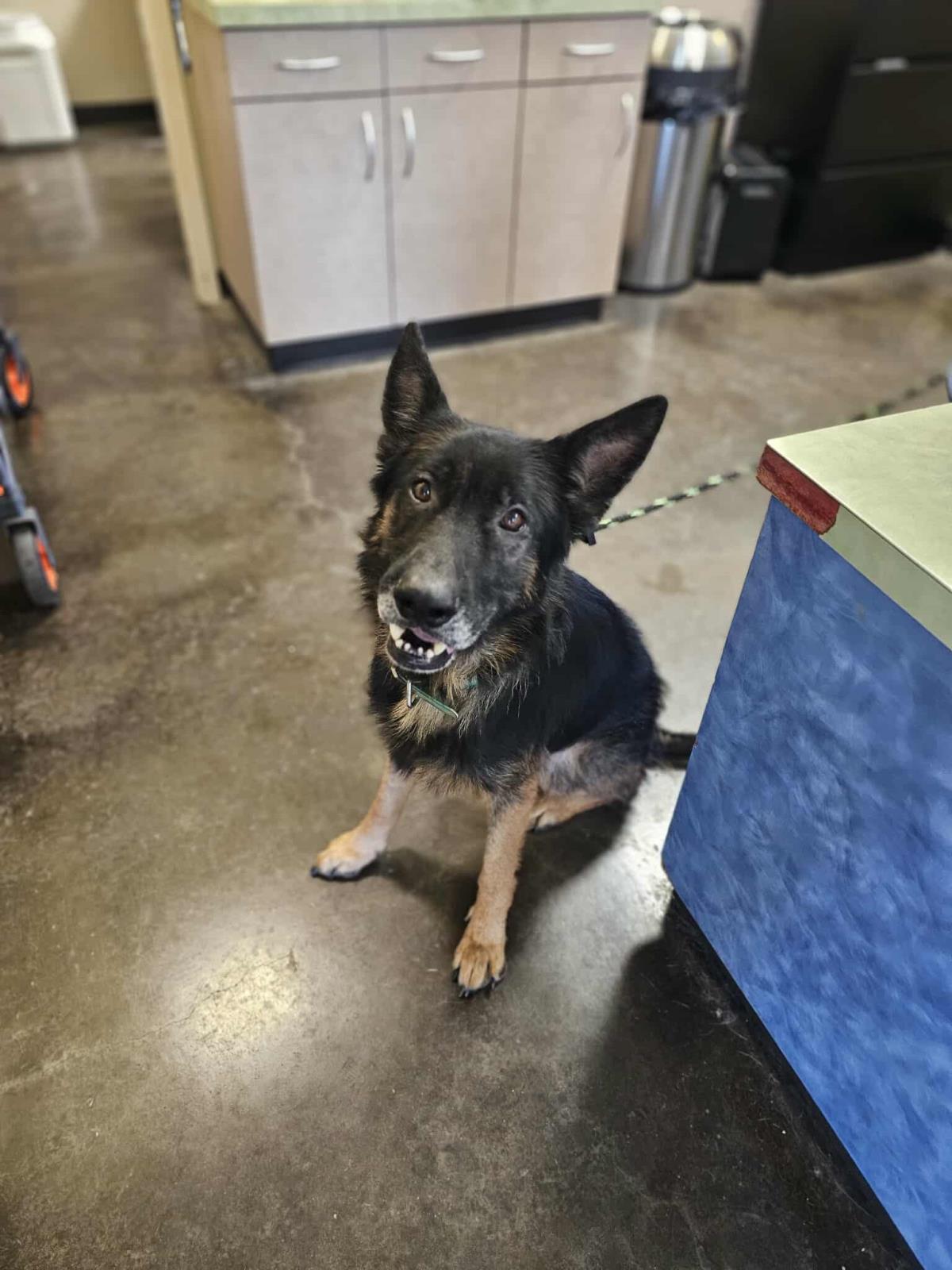 Yoshi, a Adoptable German Shepherd Dog in Rockwall, TX image 2/2