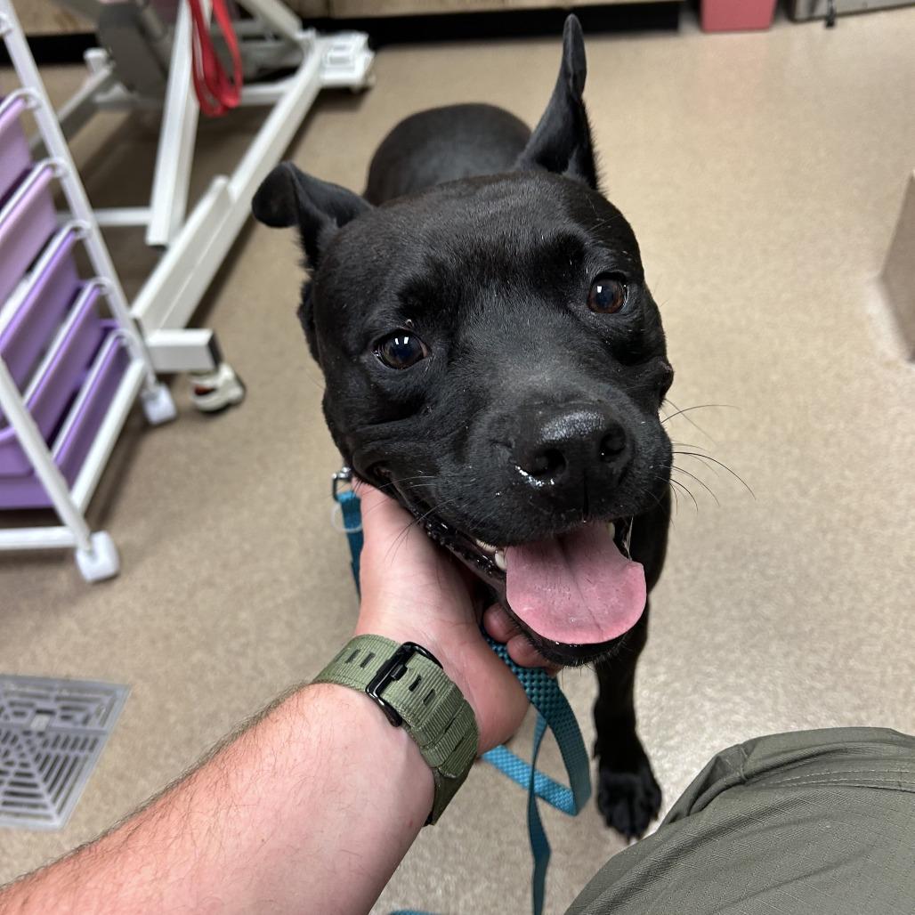 Star, Adoptable, Adult Male Black Labrador Retriever & Pit Bull Terrier.