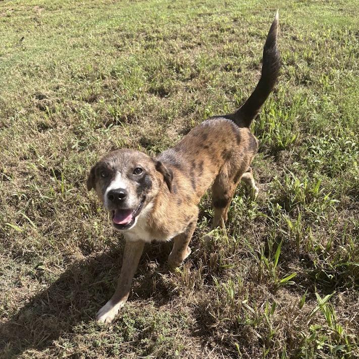 Elena, Adoptable, Puppy Female Labrador Retriever & Mixed Breed.
