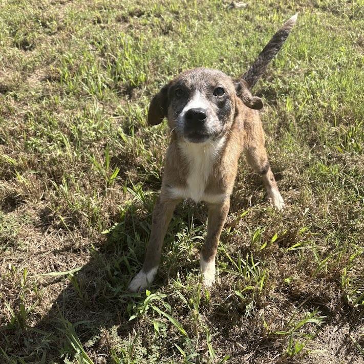 Enlarge Elena, a Adoptable mixed breed in North Charleston, SC image 2/6