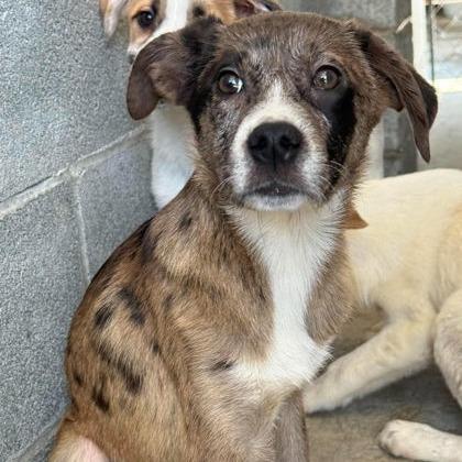 Enlarge Elena, a Adoptable mixed breed in North Charleston, SC image 3/6